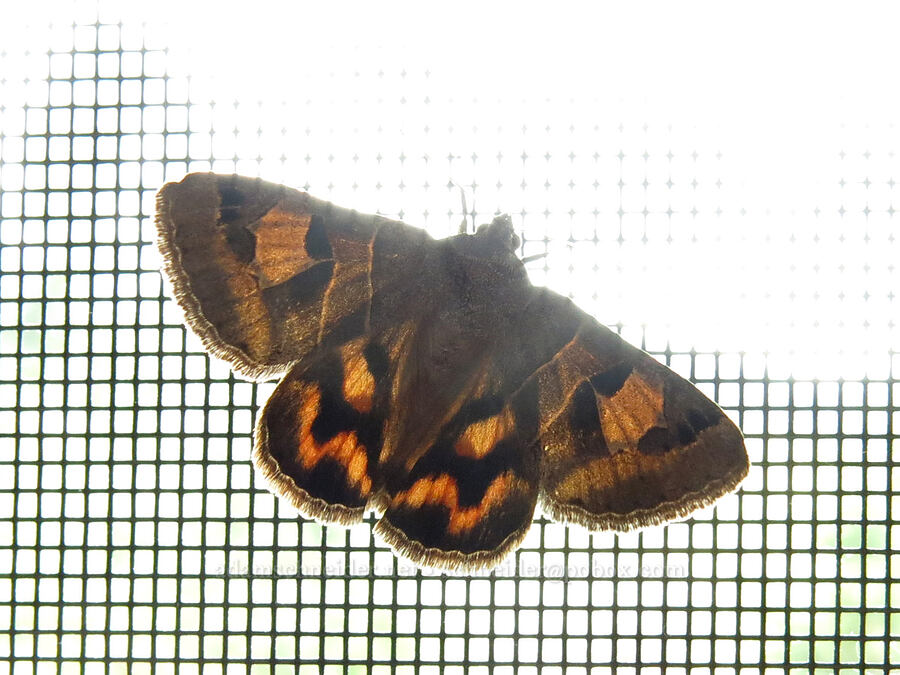 arches moth (Drasteria edwardsii) [Big Springs Road, Siskiyou County, California]