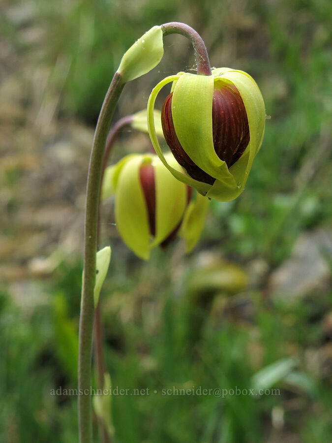 pitcher plant flowers (Darlingtonia californica) [Forest Road 17, Shasta-Trinity National Forest, Siskiyou County, California]