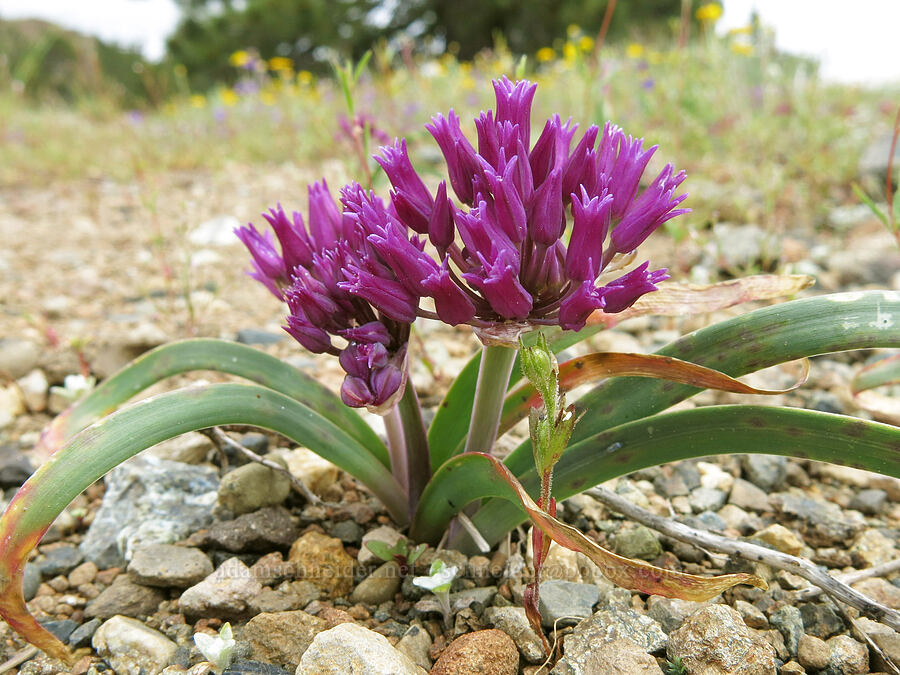 onion flowers (Allium sp.) [Parks Creek Trailhead, Shasta-Trinity National Forest, Trinity County, California]