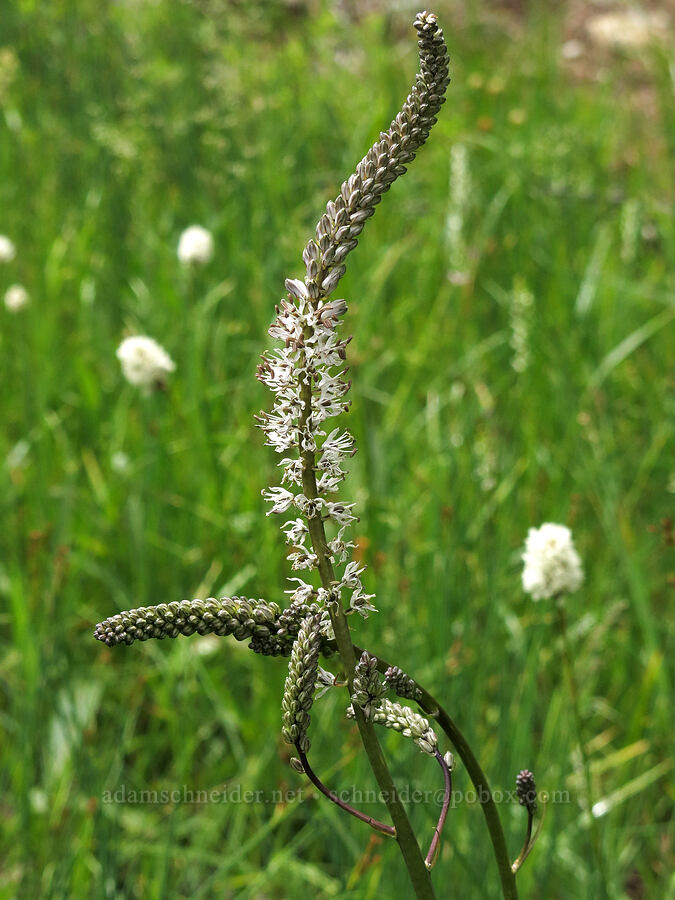 white rush-lily (Hastingsia alba) [Deadfall Meadows, Shasta-Trinity National Forest, Trinity County, California]