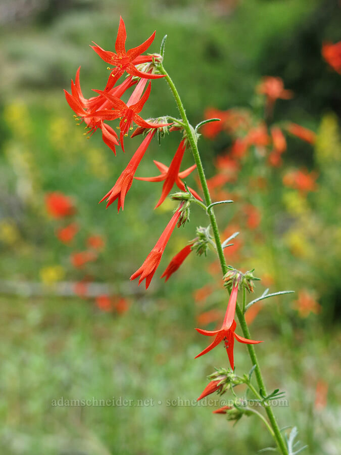 scarlet gilia (Ipomopsis aggregata) [Deadfall Meadows, Shasta-Trinity National Forest, Trinity County, California]