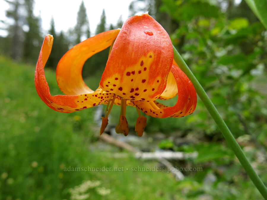 Shasta leopard lily (Lilium pardalinum ssp. shastense) [Deadfall Meadows, Shasta-Trinity National Forest, Trinity County, California]