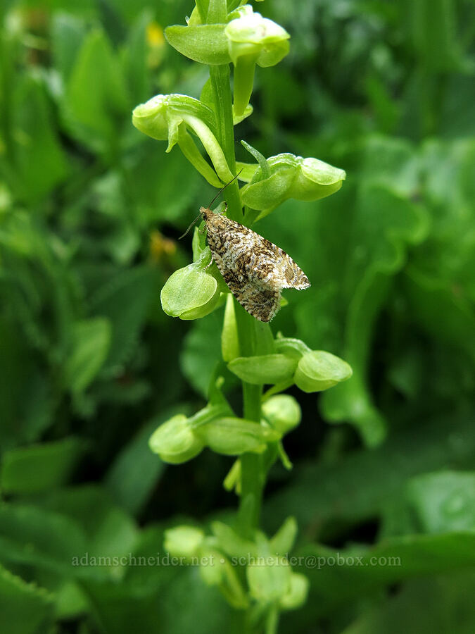 moth on bog orchid (Syricoris sp., Platanthera sparsiflora (Habenaria sparsiflora)) [Deadfall Meadows, Shasta-Trinity National Forest, Trinity County, California]