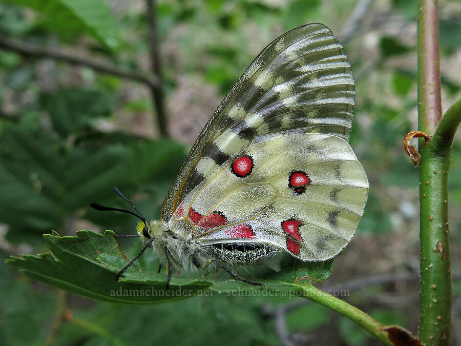 Clodius parnassian butterfly (Parnassius clodius) [Deadfall Meadows, Shasta-Trinity National Forest, Trinity County, California]