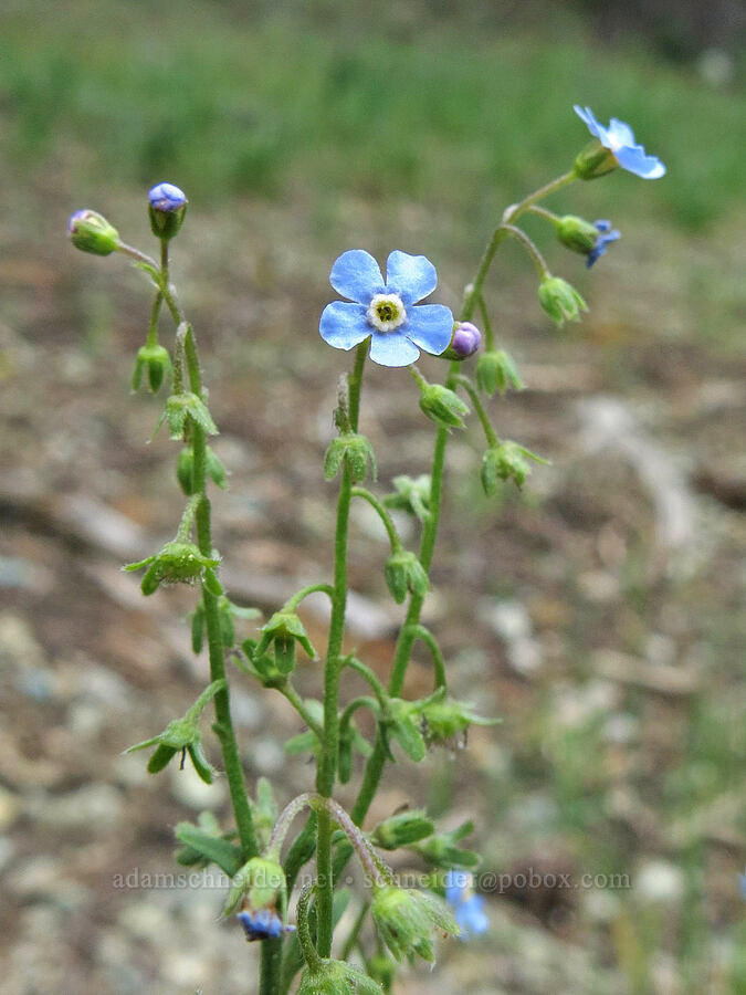 blue stickseed (Hackelia micrantha (Hackelia jessicae)) [Deadfall Meadows, Shasta-Trinity National Forest, Trinity County, California]