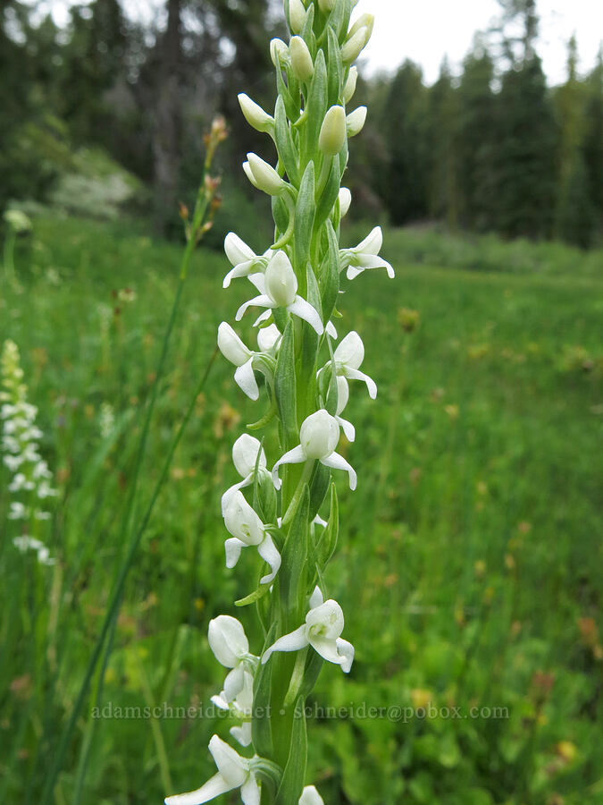 Sierra bog orchid (Platanthera dilatata var. leucostachys (Platanthera leucostachys)) [Deadfall Meadows, Shasta-Trinity National Forest, Trinity County, California]
