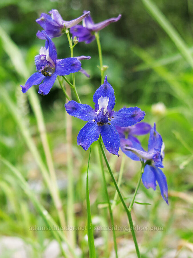 larkspur (Delphinium nuttallianum) [Deadfall Meadows, Shasta-Trinity National Forest, Trinity County, California]