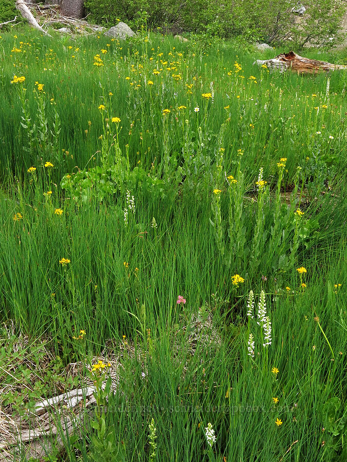 wet meadow [Deadfall Meadows, Shasta-Trinity National Forest, Trinity County, California]