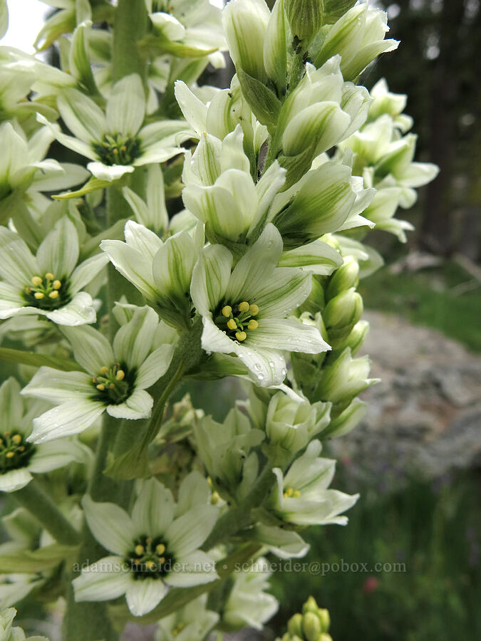 corn lily (false hellebore) (Veratrum californicum) [Deadfall Meadows, Shasta-Trinity National Forest, Trinity County, California]