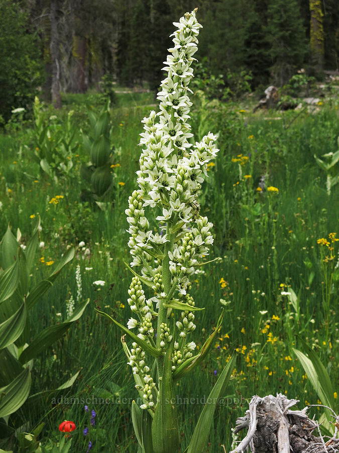 corn lily (false hellebore) (Veratrum californicum) [Deadfall Meadows, Shasta-Trinity National Forest, Trinity County, California]
