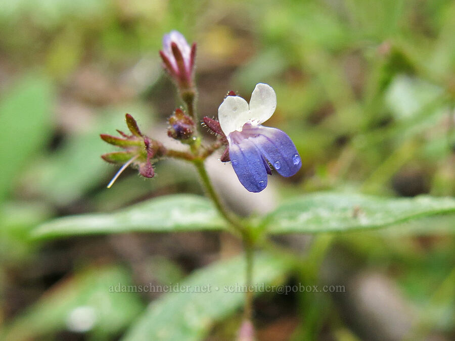 blue-eyed-Mary (Collinsia parviflora) [Deadfall Meadows, Shasta-Trinity National Forest, Trinity County, California]