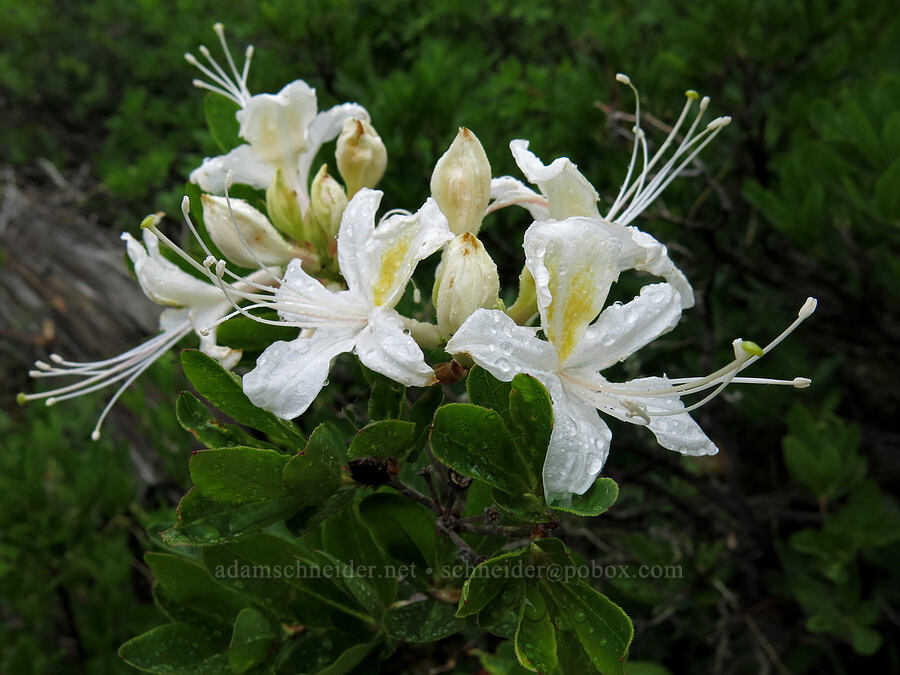 western azalea (Rhododendron occidentale) [Forest Road 17, Shasta-Trinity National Forest, Trinity County, California]