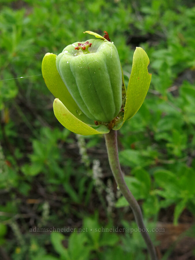 California pitcher plant's seed-pod (Darlingtonia californica) [Forest Road 17, Shasta-Trinity National Forest, Trinity County, California]