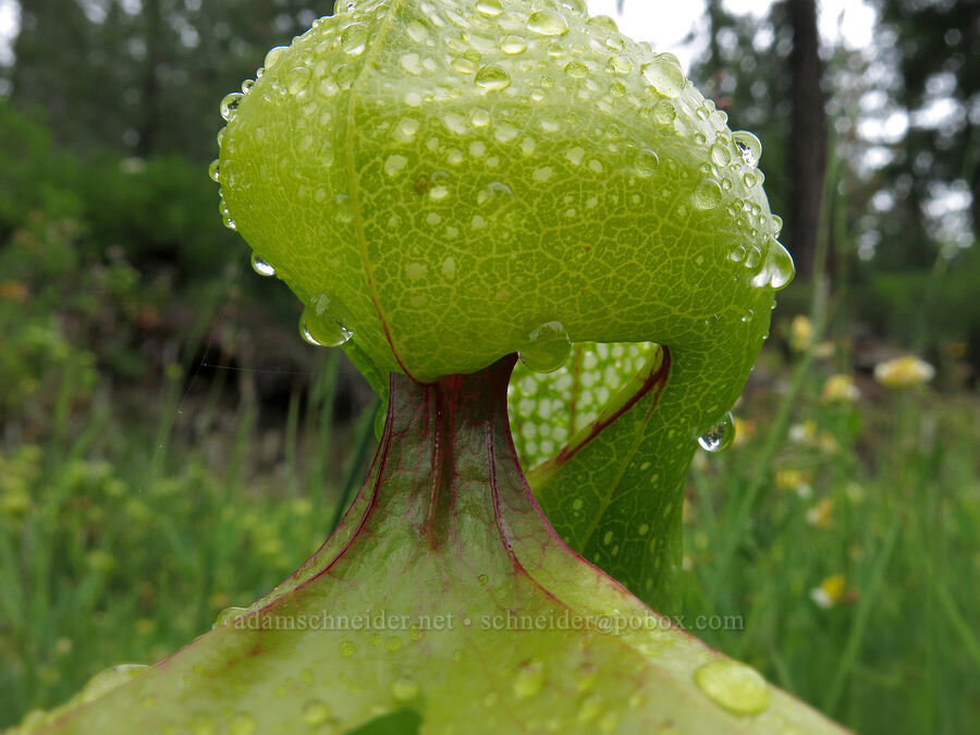 California pitcher plant (Darlingtonia californica) [Forest Road 17, Shasta-Trinity National Forest, Trinity County, California]