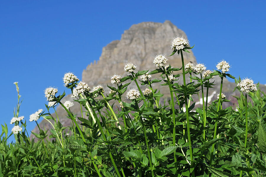 Sitka valerian (Valeriana sitchensis) [Logan Pass, Glacier National Park, Flathead County, Montana]