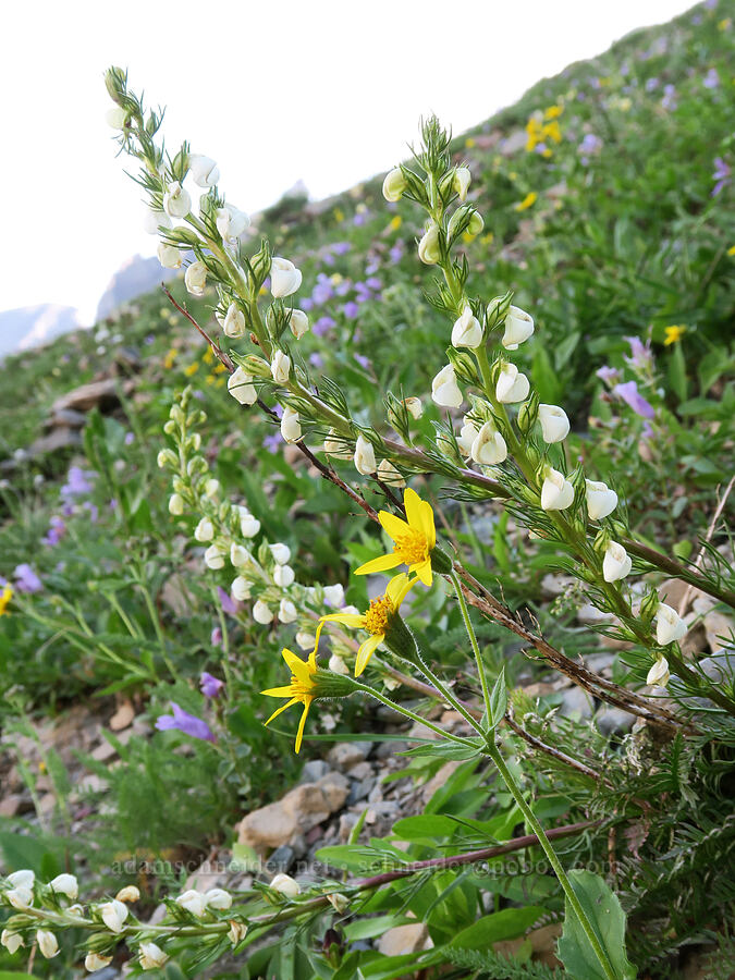 coiled lousewort & arnica (Pedicularis contorta, Arnica sp.) [Highline Trail, Glacier National Park, Flathead County, Montana]
