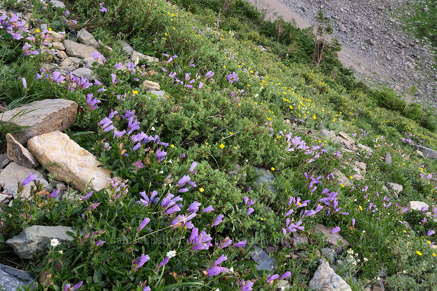 rocky ledge penstemon & shrubby cinquefoil (Penstemon ellipticus, Dasiphora fruticosa (Potentilla fruticosa)) [Highline Trail, Glacier National Park, Flathead County, Montana]