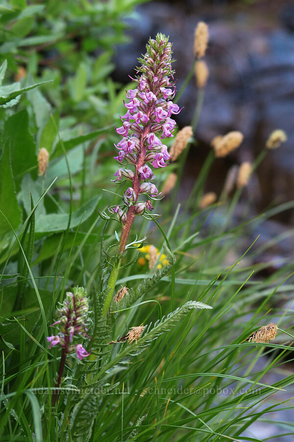 elephant's-head lousewort (Pedicularis groenlandica) [Highline Trail, Glacier National Park, Flathead County, Montana]