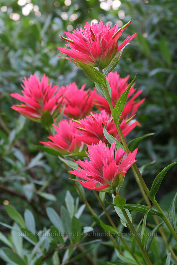 rosy paintbrush (Castilleja rhexiifolia) [Highline Trail, Glacier National Park, Flathead County, Montana]