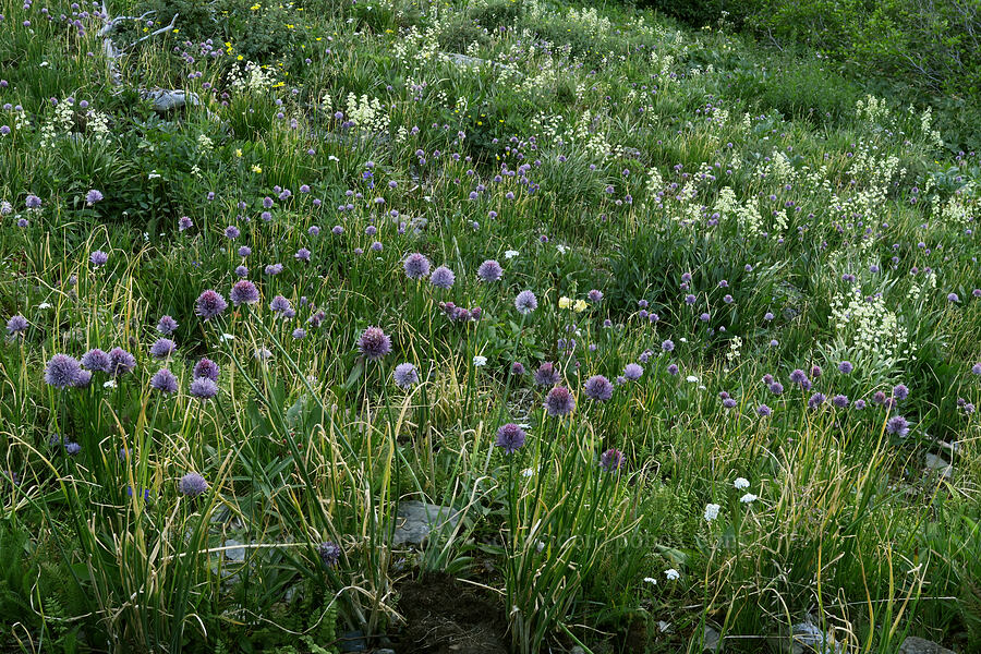 wild chives & mountain death-camas (Allium schoenoprasum, Anticlea elegans (Zigadenus elegans)) [Highline Trail, Glacier National Park, Flathead County, Montana]