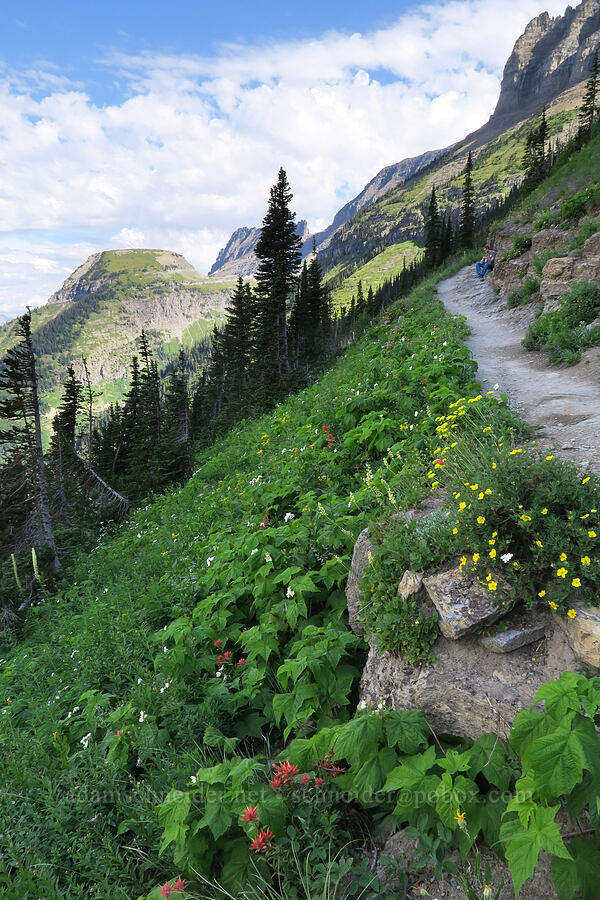 wildflowers (Rubus parviflorus (Rubus nutkanus), Dasiphora fruticosa (Potentilla fruticosa), Castilleja sp., Heuchera cylindrica, Eriogonum flavum) [Highline Trail, Glacier National Park, Flathead County, Montana]