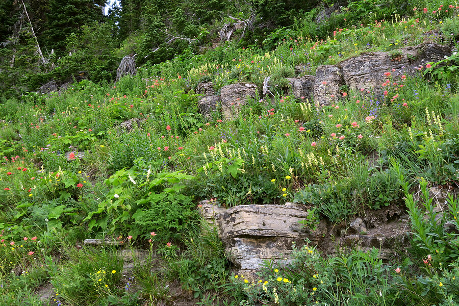 wildflowers [Highline Trail, Glacier National Park, Flathead County, Montana]