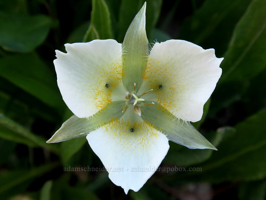 three-spot mariposa lily (Calochortus apiculatus) [Highline Trail, Glacier National Park, Flathead County, Montana]