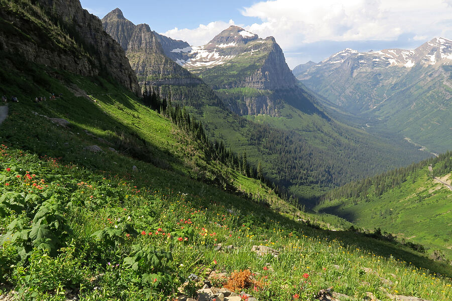 Mt. Oberlin, Mt. Cannon, & wildflowers [Highline Trail, Glacier National Park, Flathead County, Montana]