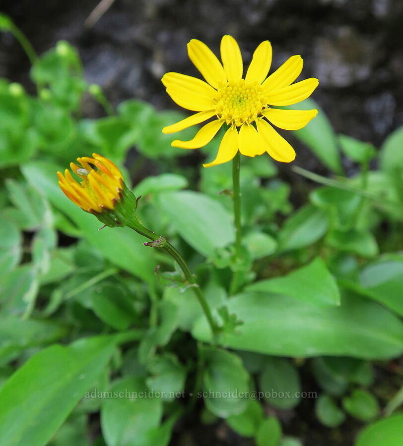 Rocky Mountain groundsel (Packera streptanthifolia (Senecio streptanthifolius)) [Highline Trail, Glacier National Park, Flathead County, Montana]