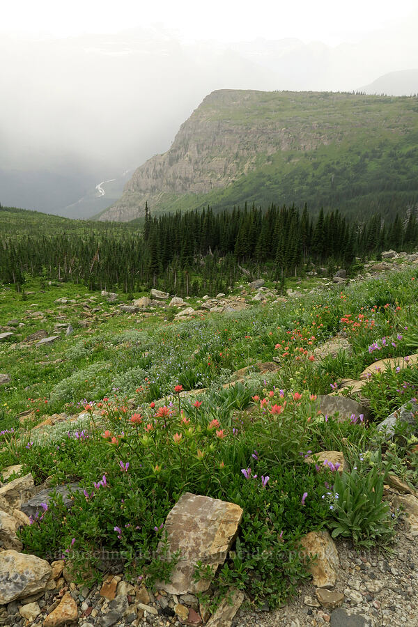 wildflowers [Highline Trail, Glacier National Park, Flathead County, Montana]