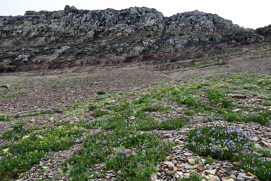 wildflowers & cliffs [Garden Wall, Glacier National Park, Flathead County, Montana]
