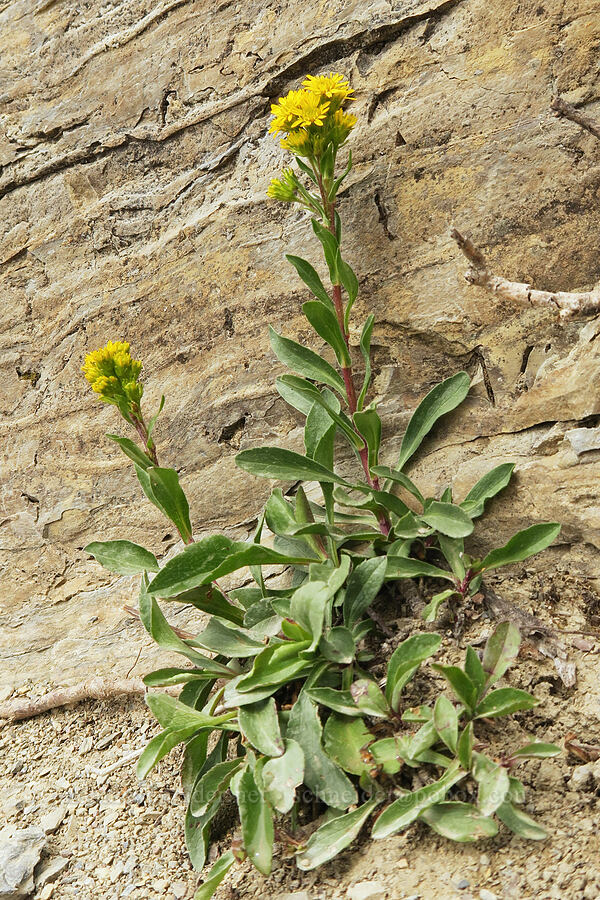 sticky goldenrod (Solidago simplex) [Garden Wall Trail, Glacier National Park, Flathead County, Montana]