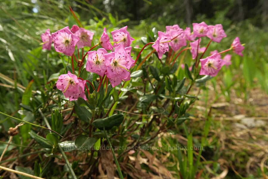 mountain-laurel (Kalmia microphylla (Kalmia polifolia ssp. microphylla)) [Granite Park Trail, Glacier National Park, Flathead County, Montana]