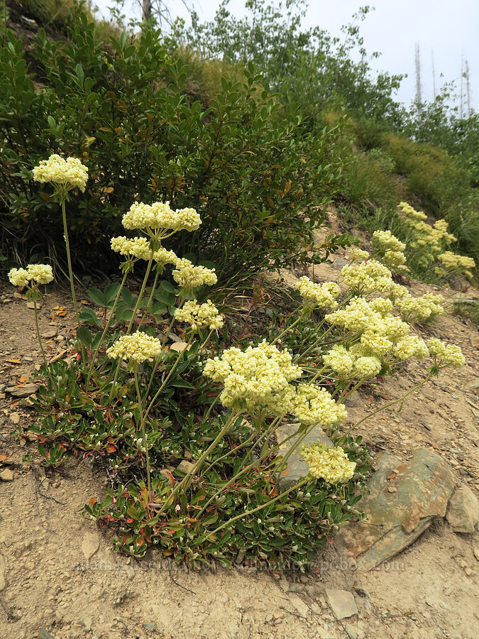 subalpine buckwheat (Eriogonum umbellatum var. majus (Eriogonum subalpinum)) [Granite Park Trail, Glacier National Park, Flathead County, Montana]