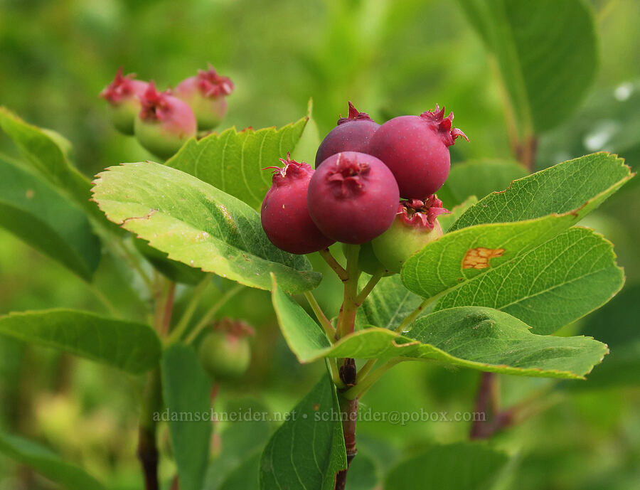 unripe serviceberries (Amelanchier alnifolia) [Granite Park Trail, Glacier National Park, Flathead County, Montana]