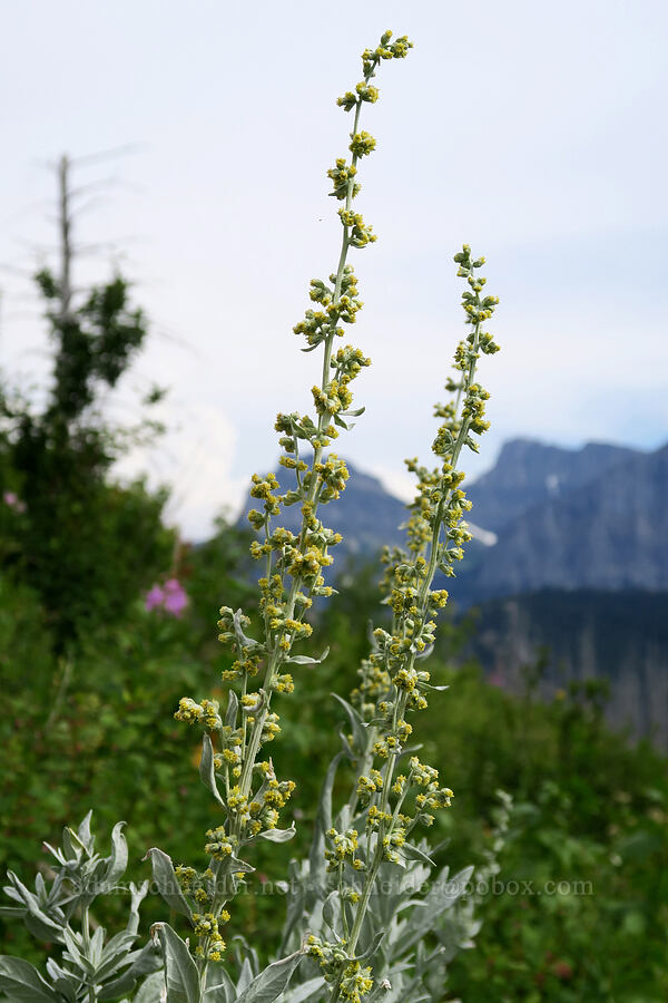 western mugwort (Artemisia ludoviciana) [Granite Park Trail, Glacier National Park, Flathead County, Montana]