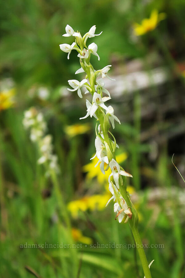 white bog orchid (Platanthera dilatata (Habenaria dilatata)) [Granite Park Trail, Glacier National Park, Flathead County, Montana]