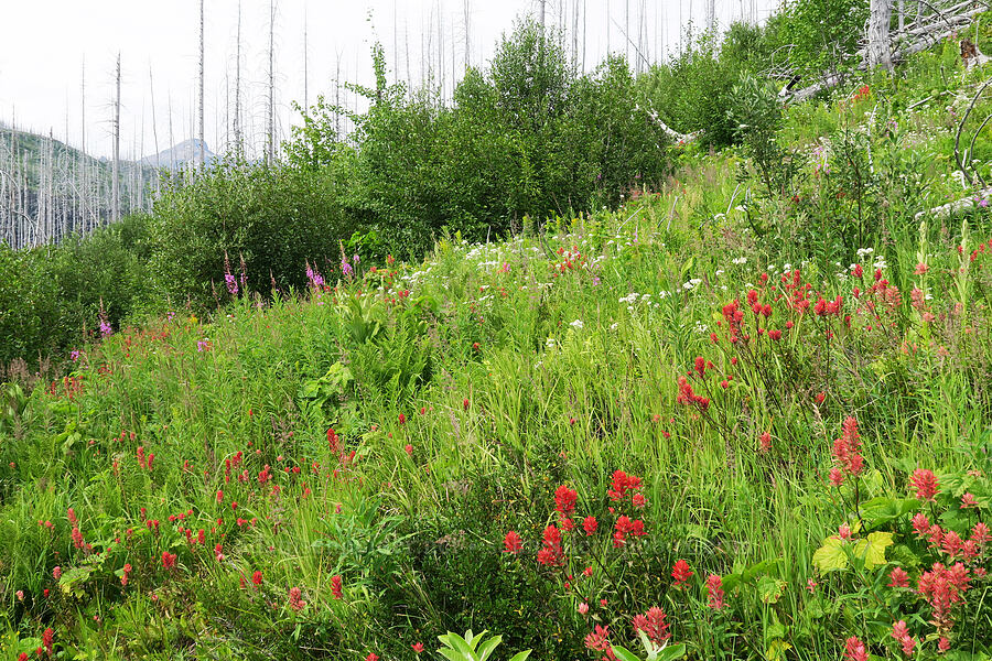 wildflowers (Castilleja sp., Chamerion angustifolium (Chamaenerion angustifolium) (Epilobium angustifolium), Anaphalis margaritacea) [Granite Park Trail, Glacier National Park, Flathead County, Montana]