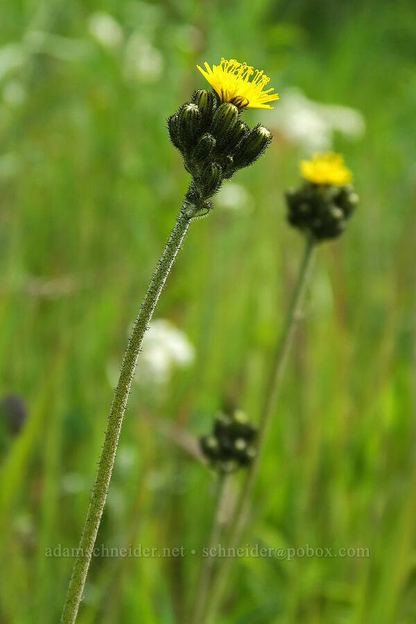 meadow hawkweed (Hieracium caespitosum) [Granite Park Trail, Glacier National Park, Flathead County, Montana]