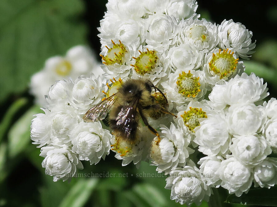 bee on pearly everlasting (Anaphalis margaritacea) [Avalanche Lake Trail, Glacier National Park, Flathead County, Montana]