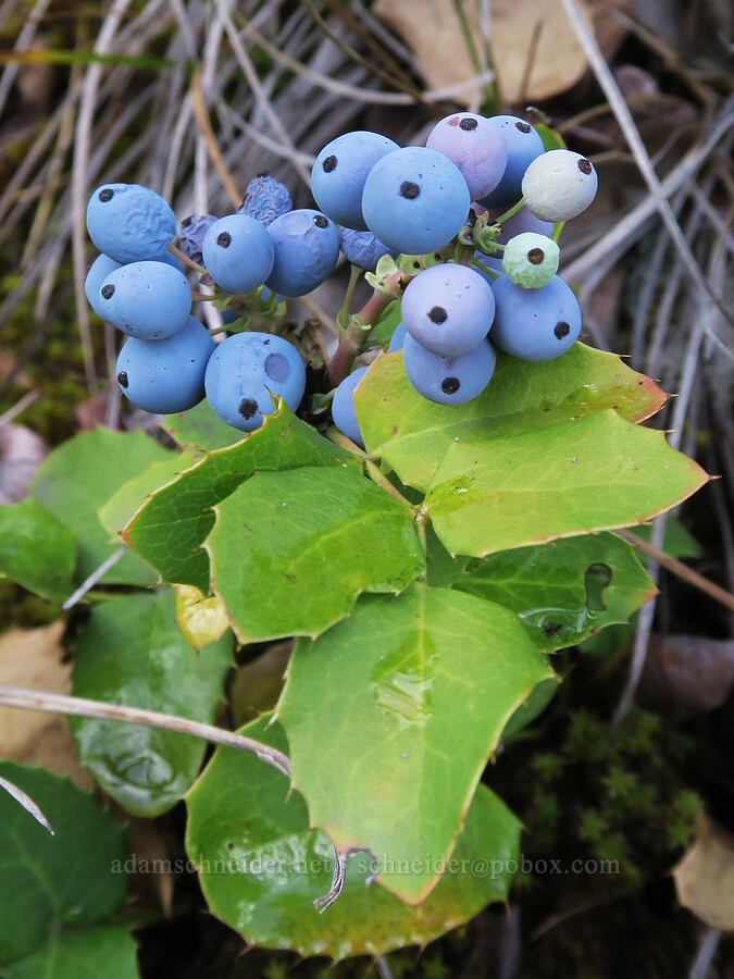 creeping Oregon-grape berries (Mahonia repens (Berberis repens)) [Rose Creek, Glacier National Park, Glacier County, Montana]