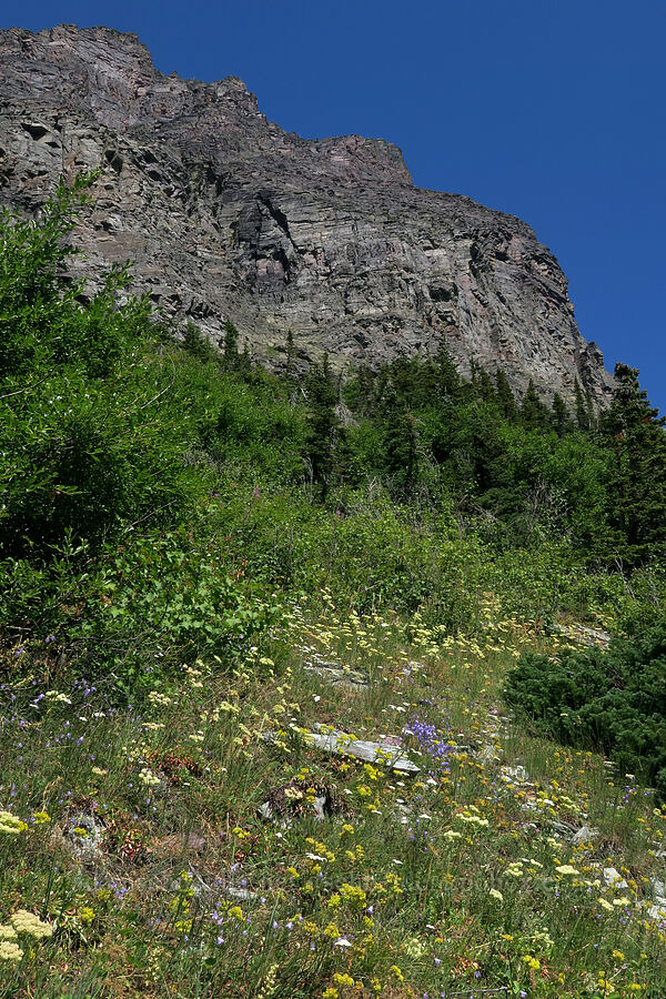 wildflowers [Grinnell Glacier Trail, Glacier National Park, Glacier County, Montana]