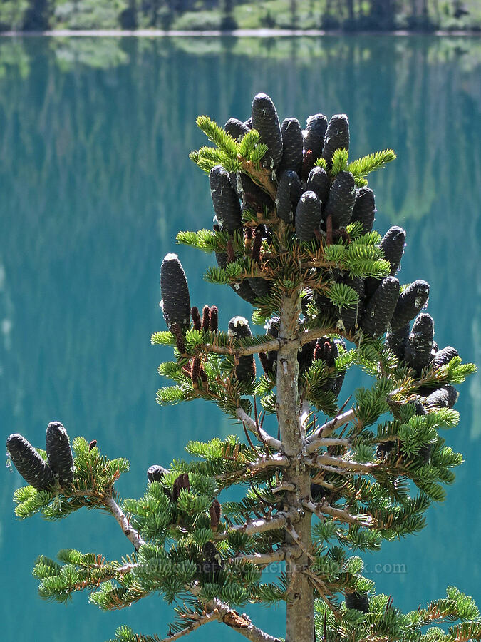 subalpine fir (Abies lasiocarpa) [Grinnell Glacier Trail, Glacier National Park, Glacier County, Montana]