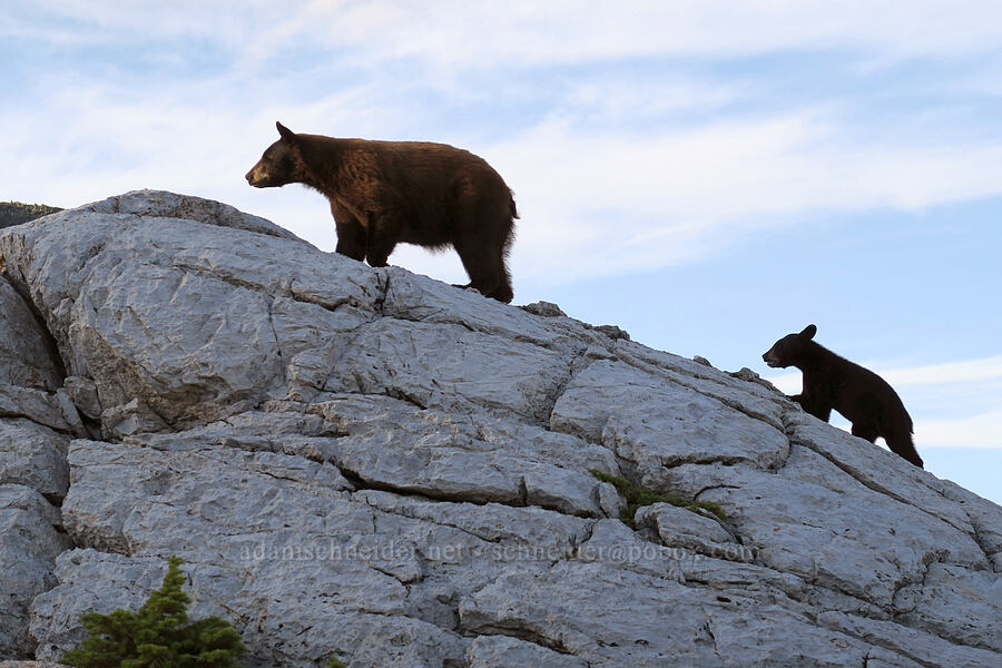 black bear & cub (Ursus americanus) [Bear's Hump Trail, Waterton Lakes National Park, Alberta, Canada]