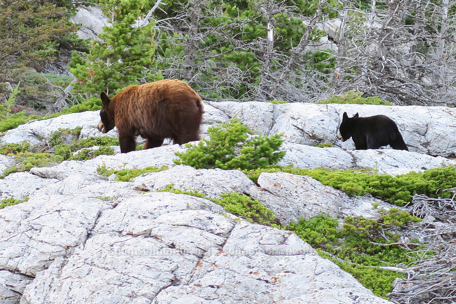 black bear & cub (Ursus americanus) [Bear's Hump Trail, Waterton Lakes National Park, Alberta, Canada]