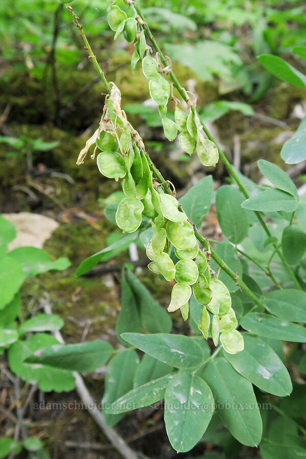 white sweet-vetch seed pods (Hedysarum sulphurescens) [Bear's Hump Trail, Waterton Lakes National Park, Alberta, Canada]