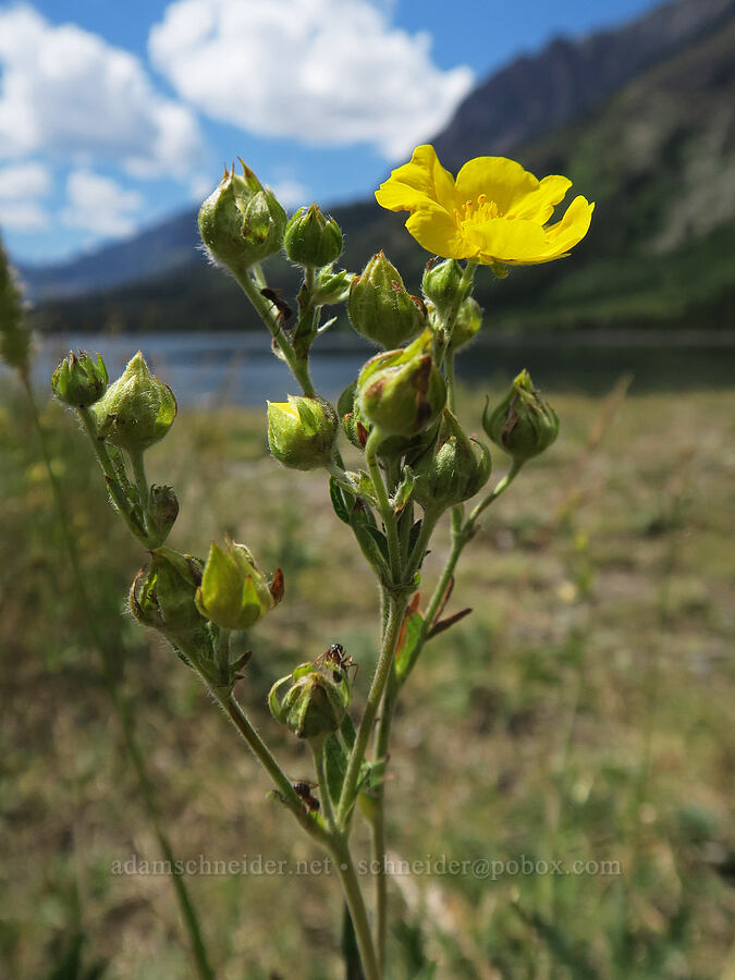 slender cinquefoil (Potentilla gracilis) [Two Medicine, Glacier National Park, Glacier County, Montana]