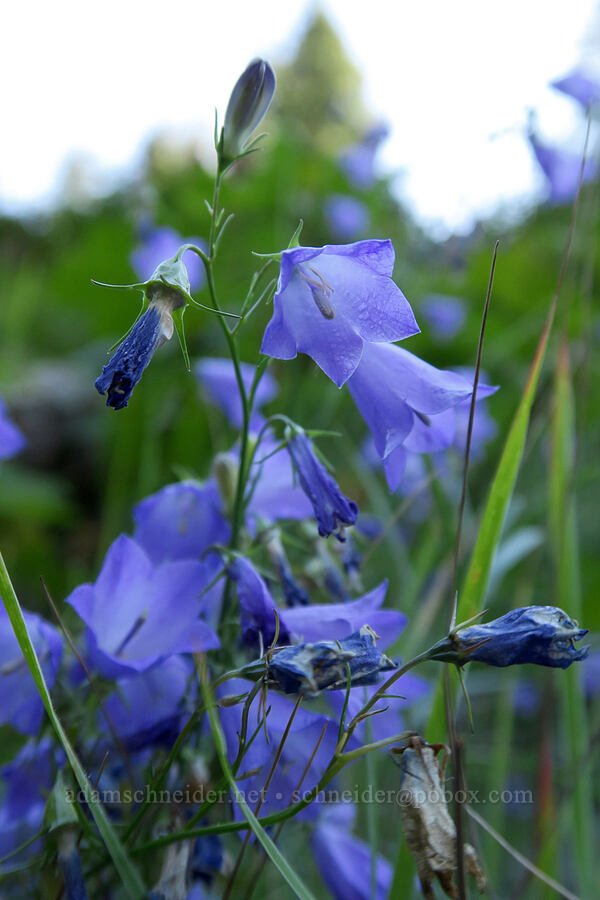 harebells (Campanula petiolata (Campanula rotundifolia)) [Leigh Lake Trail, Cabinet Mountains Wilderness, Lincoln County, Montana]