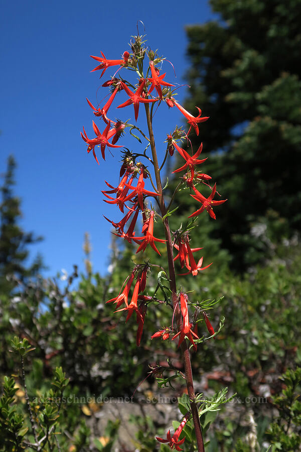 scarlet gilia (Ipomopsis aggregata) [Lookout Mountain Trail, Badger Creek Wilderness, Hood River County, Oregon]