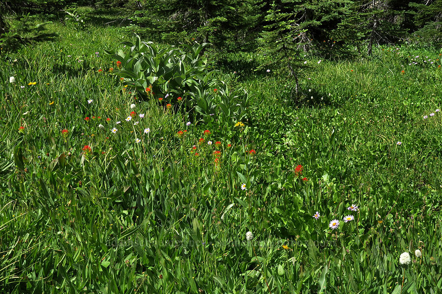 wildflower meadow (Castilleja suksdorfii, Erigeron glacialis var. glacialis, Veratrum viride var. eschscholtzianum (Veratrum eschscholtzii), Bistorta bistortoides (Polygonum bistortoides)) [Lookout Mountain Trail, Badger Creek Wilderness, Hood River County, Oregon]
